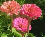3_tall_zinnias_thumb