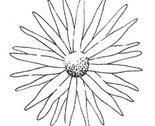 Daisy2_thumb