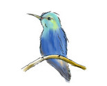 Hummingbird_thumb