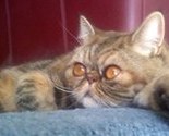 I_m_fluffy__mom_thumb