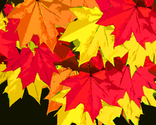 Mapleleaves_thumb