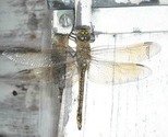 Dragonfly_thumb