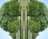 08-03-09_tree_head_small_thumb