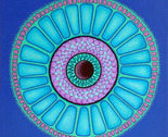 Centric_diatomii_thumb