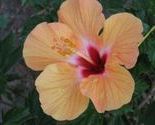 Img_0257a_thumb
