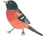 Chickie_icon_bird_thumb