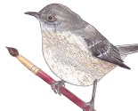 Spoonflower-bird_thumb