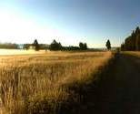 Road_pic_thumb