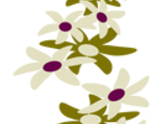 Pétalos_thumb