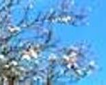 Copy_of_a_bel_blossom_thumb