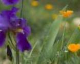 Iris_and_poppy_thumb