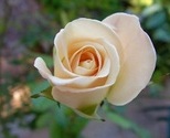 Rosebackground_thumb