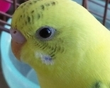 Bondette_thumb