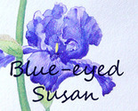 Blue-eyedsusan_thumb