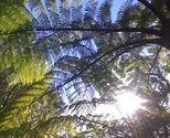 Sun_fern_thumb