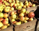 Apples_thumb