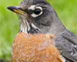 Bird-square_thumb
