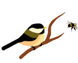 Chickadee_bumblebee_thumb