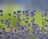 6418_thumb