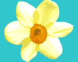 1657404_daffodil_thumb