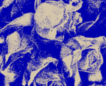 Roses_in_blue_thumb