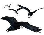 Flying_ravenssmall_thumb