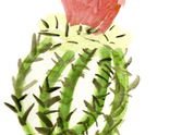 Cactus2_thumb