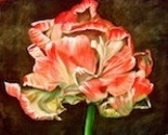 Tulip_1_thumb