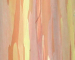 Treebark_thumb