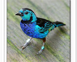 Tanager_thumb