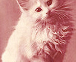 White_kitty_bag_copy_thumb