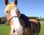Horse_and_boy_thumb