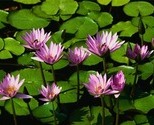 Water_lilies_thumb