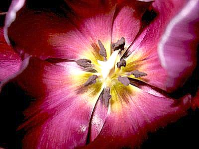 tulip