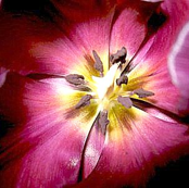 tulip
