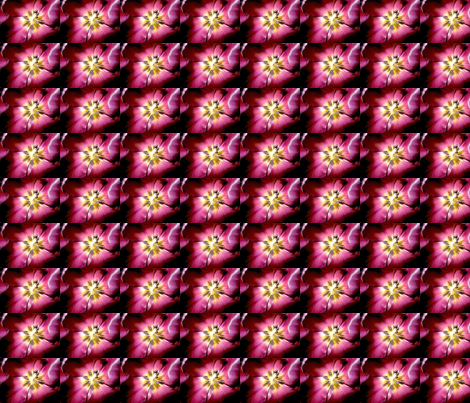 tulip