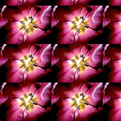 tulip