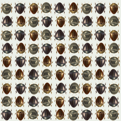 Beetles_white