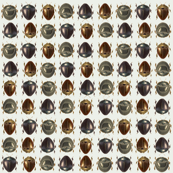 Beetles_white
