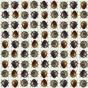 Beetles_white