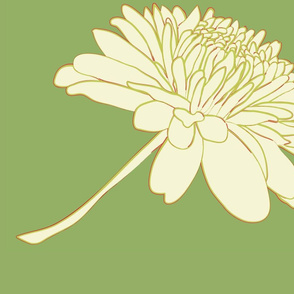 chrysanthemum