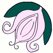 magnolia3