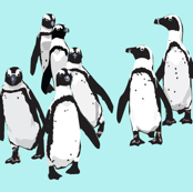Penguins