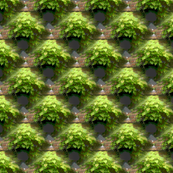 coleous_painted_pattern_tile_
