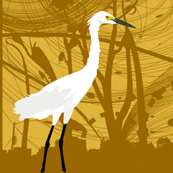 Pelicans