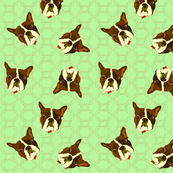 French Bulldogs
