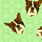 French Bulldogs