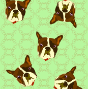 French Bulldogs