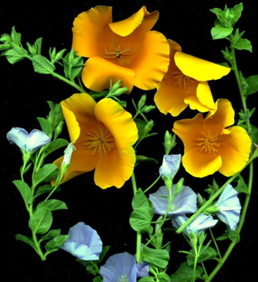 poppy