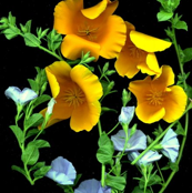 poppy